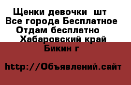 Щенки девочки 4шт - Все города Бесплатное » Отдам бесплатно   . Хабаровский край,Бикин г.